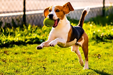 dog brincando
