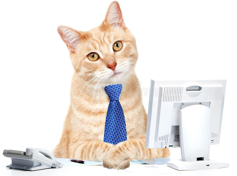 gato-no-escritório-35582256